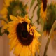 sunny2